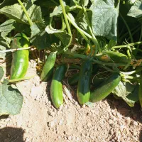 نیرو برای چیدن خیار