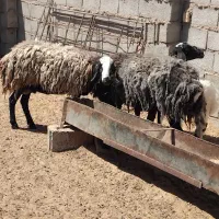 میش زائیده  افشاری  میش شال