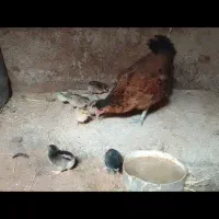 مرغ همراه 9تاجوجه