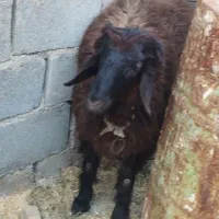 بره نر چاق