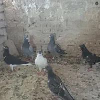 کفتر پرشی
