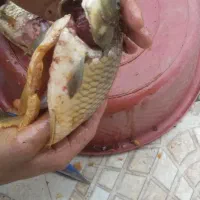 ماهی زنده فروشی و مرغ زنده فروشی ،پاک کردن رایگان