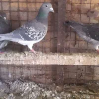 دوبر|پرنده|اردبیل, |دیوار