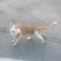 گربه ی گم شده