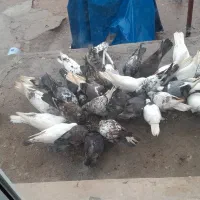 ۲۵ عدد جفتی ۸۰۰تومن