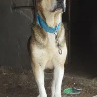 توله سگ خراسانی