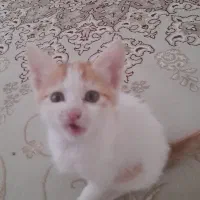 بچه گربه|گربه|شهرکرد, |دیوار
