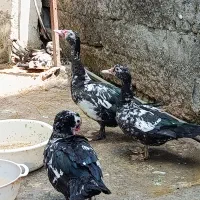 فروش اردک اسرائیلی