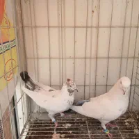 کبوتر فروشی