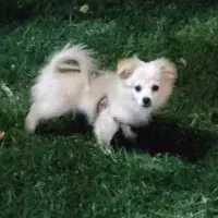 اشپیتز پامر