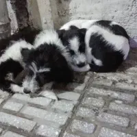 سگ پا کوتاه