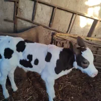 فروش گوساله نر  شیر خوار