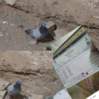 پلاکی ماده شناسنامه دارو5جوجه یه پرکاشمرفدافن هستم