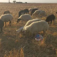 میش تخمی