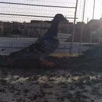 ۴عدد کفتر گمشده