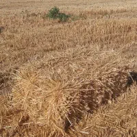 کلش|حیوانات مزرعه|سجاس رود, |دیوار