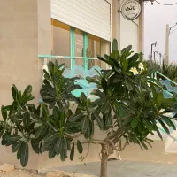 مغازه طلاییه