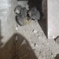 بوقلمون