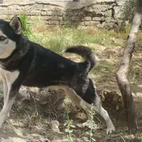 سگ هاسکی