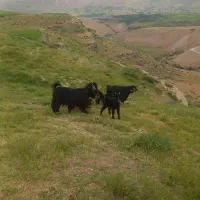 بز و بزغاله