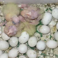 جوجه  و تخم سرلاکی عروس هلندی