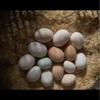 تخم مرغ نطفه دار محلی ونژاد دار و تخم مرغ خوراکی