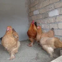 جوجه و تخم لاری و برهما