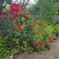 زمین400متر کاربری مسکونی دور دیوار رامسر زیبا