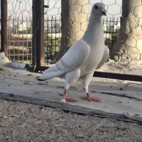 کبوتر|پرنده|شیراز, تل حسینآباد|دیوار