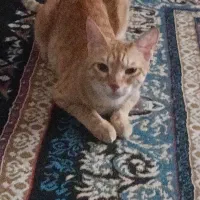 ببری گربع خشکل