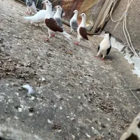 کفتر جفتگاه رنگه