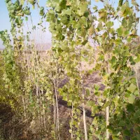 نهال صنوبر،کاج، چنار، انار، سنجد و غیره