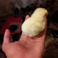 جوجه گلپایکان ۱۵روزه