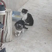 واگذاری دو عدد بچه گربه