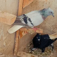 ماده سبز دم سفید بزن