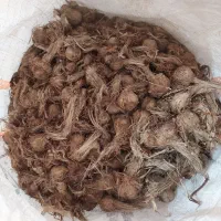 پیاز زعفران درجه یک