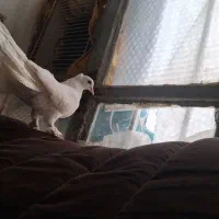 دم چتری