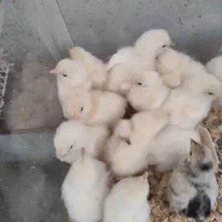 جوجه های برهما لایت