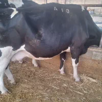 ماده گاو.گاو گوشتی.