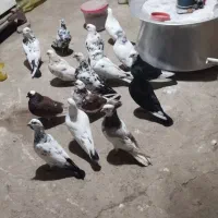 ۱۸عدد کبوتر تهرانی