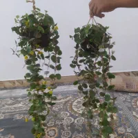اویز گل|گل و گیاه طبیعی|بروجرد, |دیوار