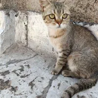 گربه خانگی دست آموز