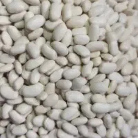 لوبیا سفید درجه یک بوجاری شده