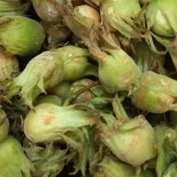 فندق عمده ۴۷۰ هزار تومن