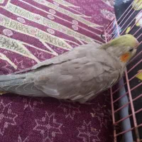عروس اهلی