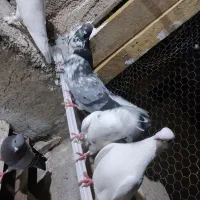 کفتر