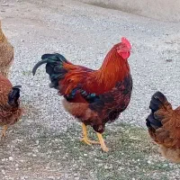 خروس|حیوانات مزرعه|اردبیل, |دیوار
