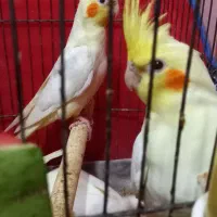 عروس پاریس