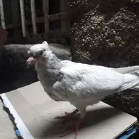 پرنده