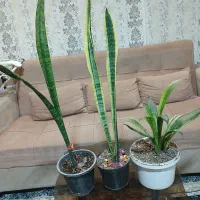 گل قیمت مناسب